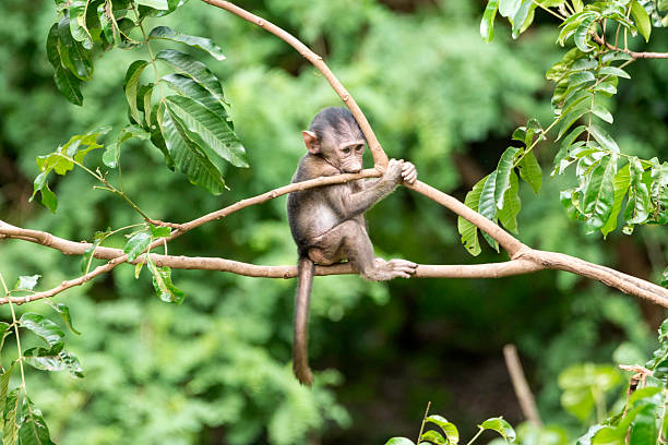 Cute Monkey At Lake Manyara National Park